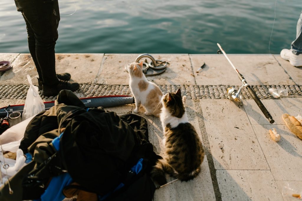 Chats mangeant du poisson