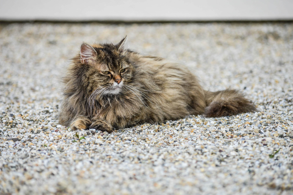 chat âgé