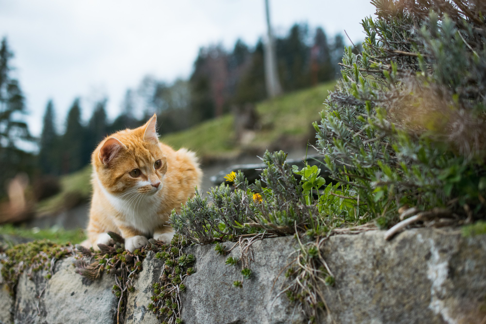 chat en extérieur