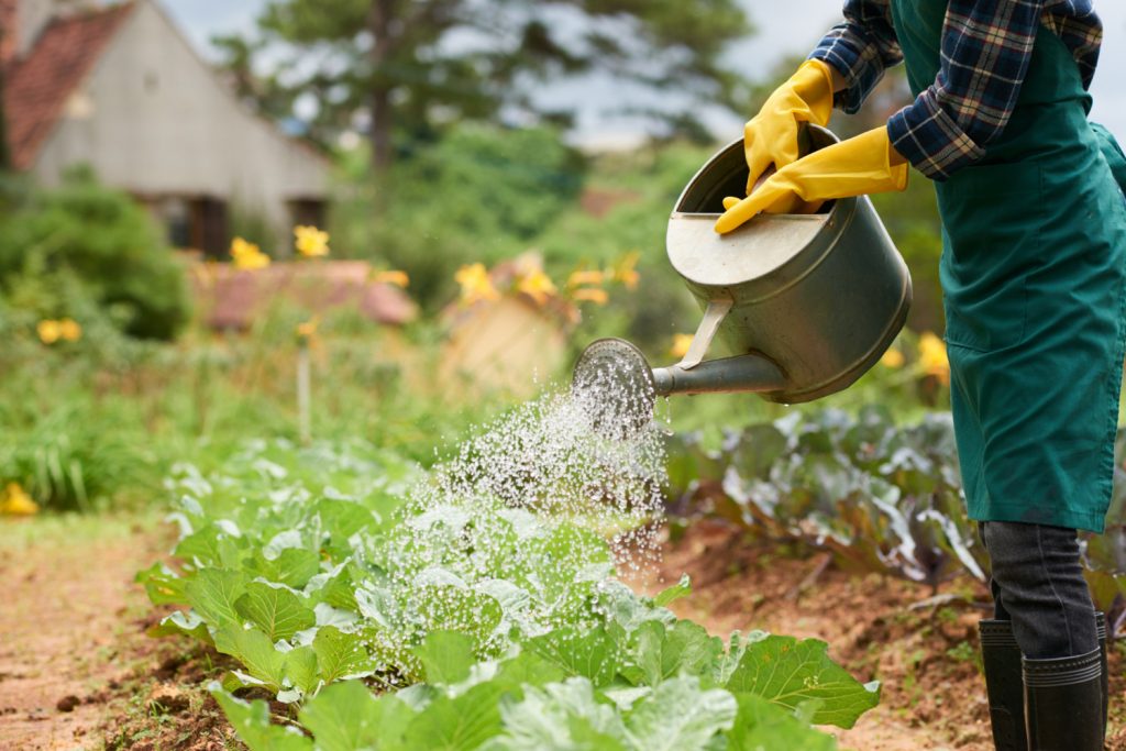 arroser son jardin