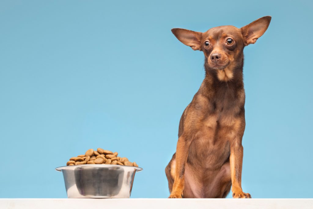 chien avec ses croquettes