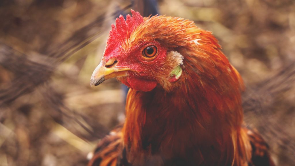 tête d'une poule